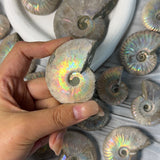 Rainbow flash ammonite