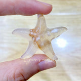 The Starfish Flower Agate Carving