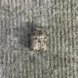 Small House Carving