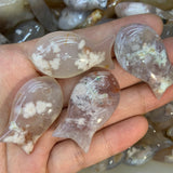 Cherr agate fish