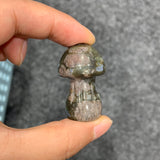 Medium mushroom family
