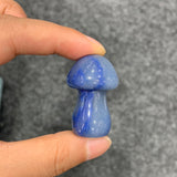Medium mushroom family