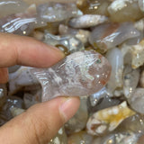 Cherr agate fish