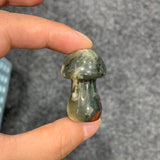 Medium mushroom family